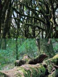 徒步哀牢山，穿越現實版的「暮光森林」