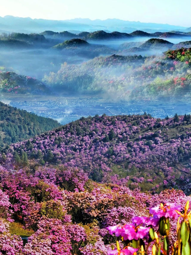 高鐵直達找到滿山的百里杜鵑花美爆了 