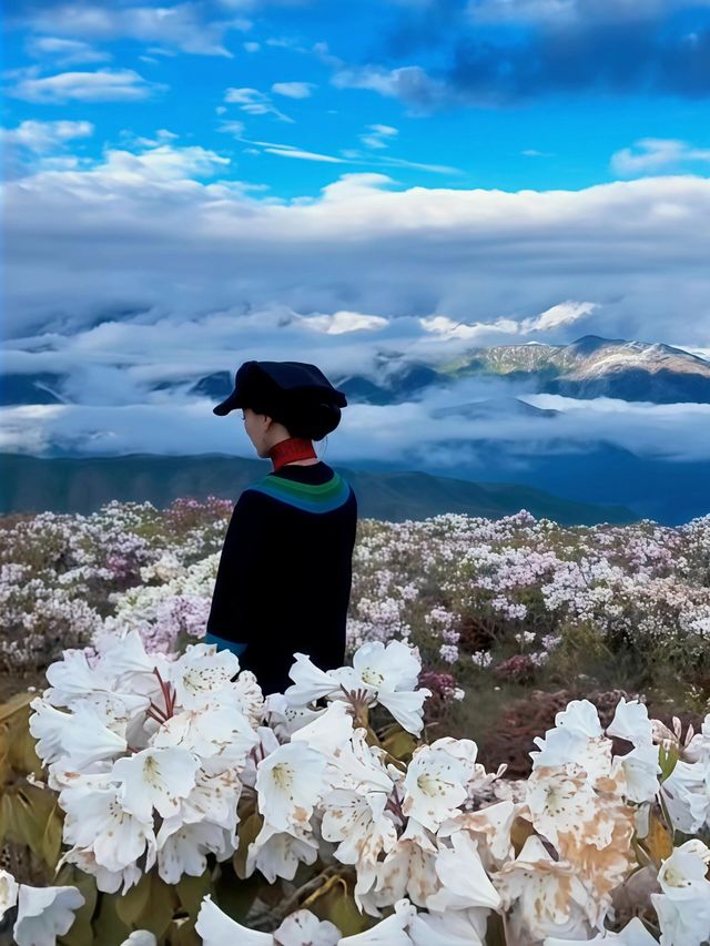 川西小眾輕徒步秘境！！行走在索瑪花海裡