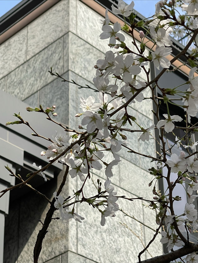 踏青好時節｜千樹櫻花季