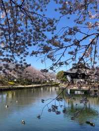埼玉県東松山市の上沼公園で桜を楽しむ方法