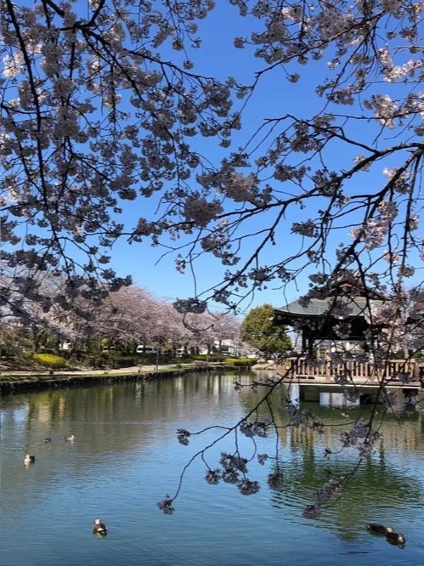 埼玉県東松山市の上沼公園で桜を楽しむ方法