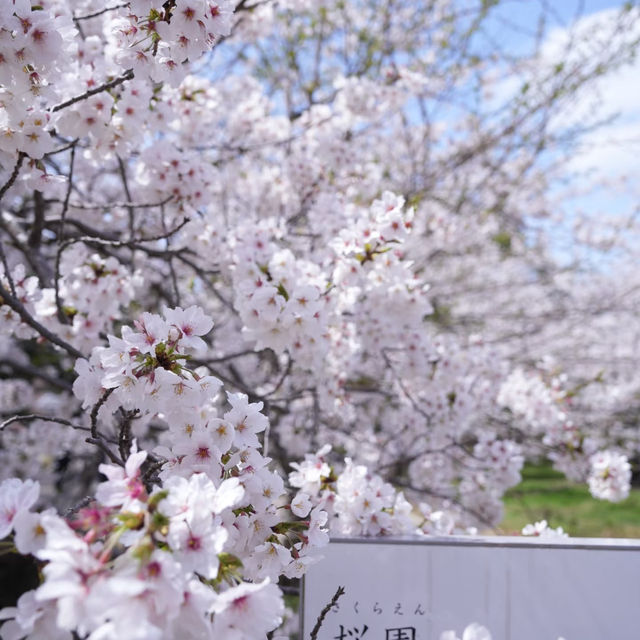 福岡舞鶴公園，邂逅夢幻櫻海