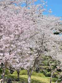 最美櫻花季｜唔使去東京，喺北京玉淵潭都有得睇