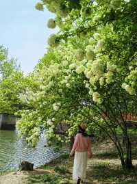 Explore the Stunning Hydrangea Waterfall at Xixi Wetland with Free Route Options