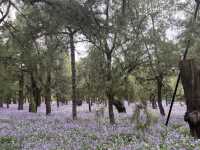 Magical Morning at the Temple of Heaven