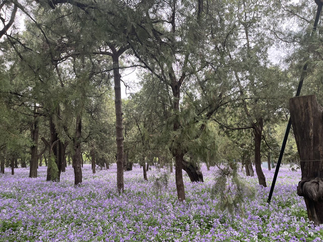 Magical Morning at the Temple of Heaven