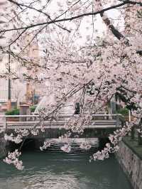 名古屋市區櫻花天花板！鶴舞公園「夜櫻點燈」美到窒息✨