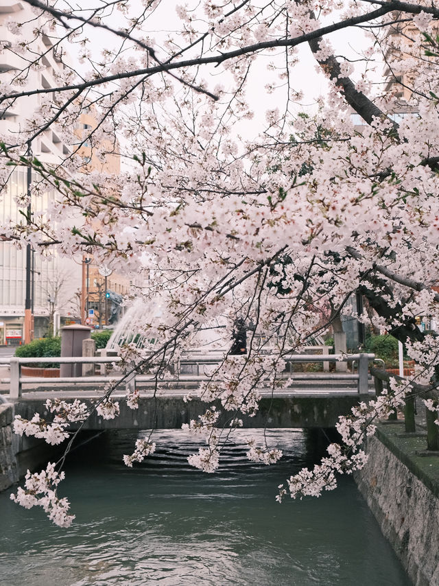 名古屋市區櫻花天花板！鶴舞公園「夜櫻點燈」美到窒息✨