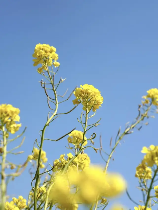 Wuyuan's Ultimate Rapeseed Flower Guide: A Spring Must-See!