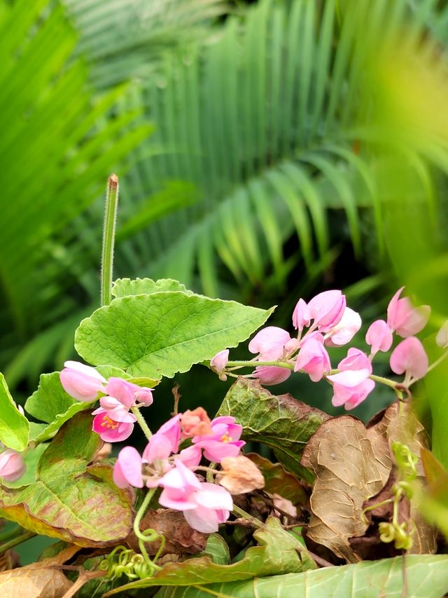 南昌珍奇植物園全攻略
