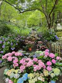 奈良長谷寺 | 繡球花的古寺雅韻