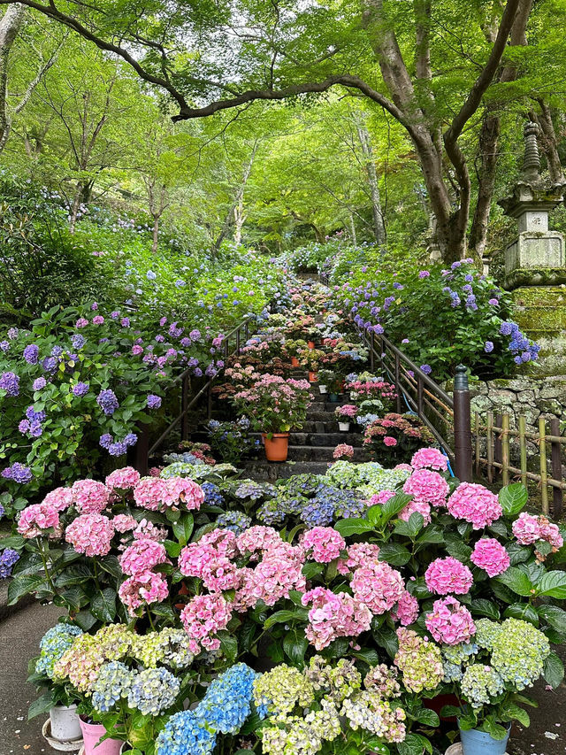 奈良長谷寺 | 繡球花的古寺雅韻