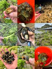親子趕海天花板！喺鯨落營地挖到成桶蟹