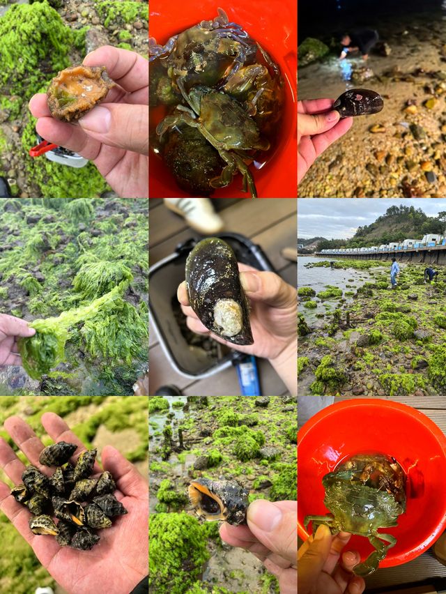 親子趕海天花板！喺鯨落營地挖到成桶蟹