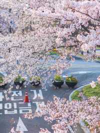 4月呢度靚到爆！唔去真係蝕底！