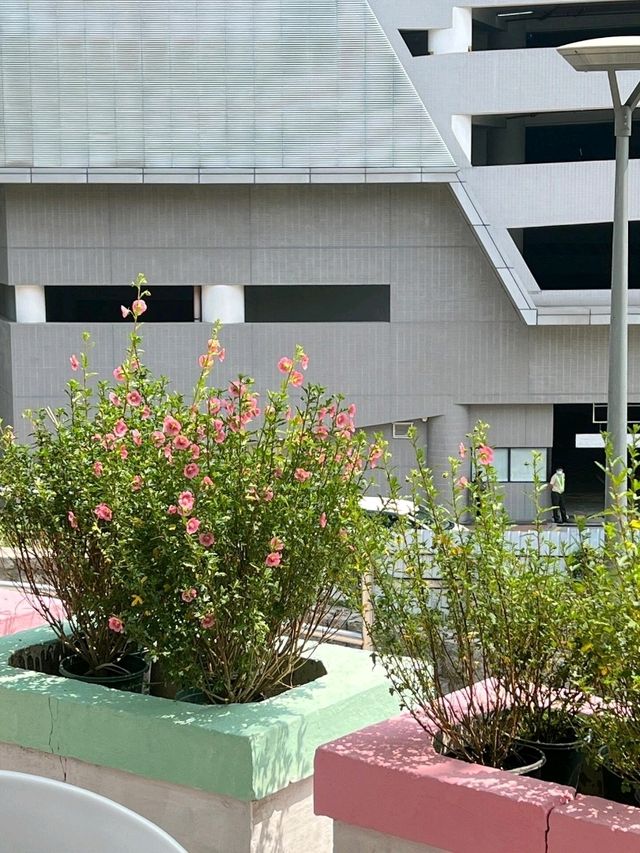 香港出發至澳門螺絲山公園交通攻略 