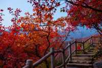 逃離高溫！躲進23℃紅葉谷，賞花玩水餵孔雀