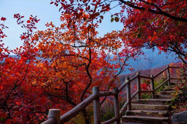 逃離高溫！躲進23℃紅葉谷，賞花玩水餵孔雀