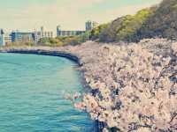 大阪隱世賞櫻秘境！櫻之宮公園浪漫體驗全記錄】**  
