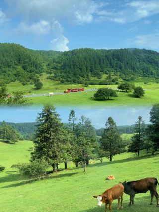 40°C Chongqing instantly drops to 20°C! The ultimate guide to escaping summer heat at Fairy Mountain, Swiss-style stays for just 300/person