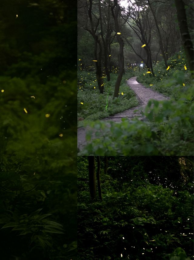 雨夜螢火蟲浪漫之都