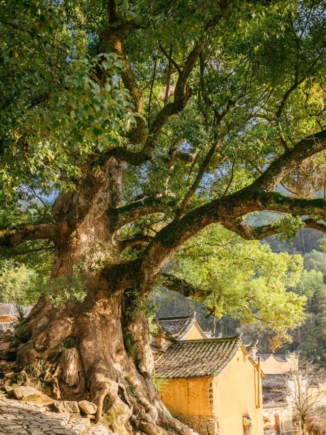 遊麗水古村 | 探秘被時光遺忘的江南秘境