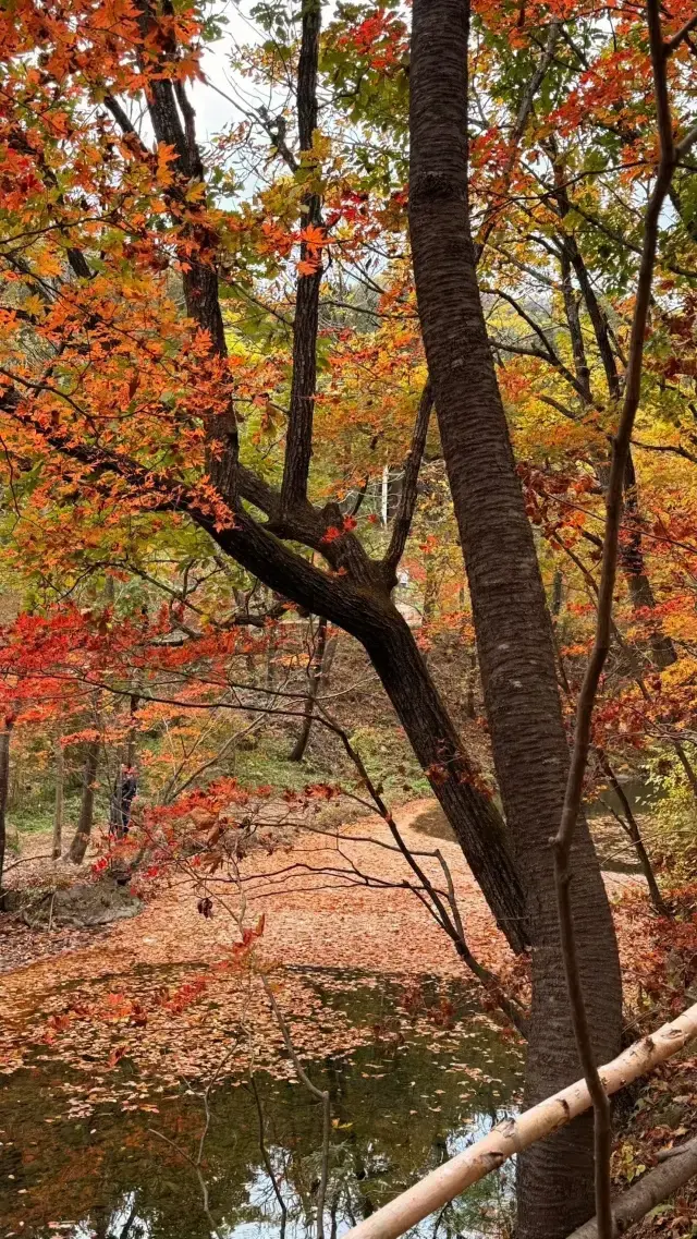 Điểm check-in ngắm lá phong tuyệt đẹp ở Benxi