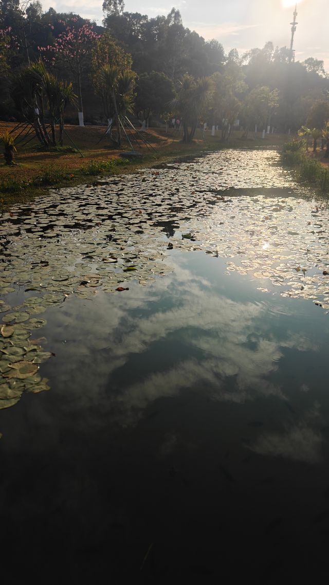 花開時節最浪漫東莞植物園