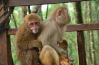 來普洱太陽河森林公園，去動物家裡做客