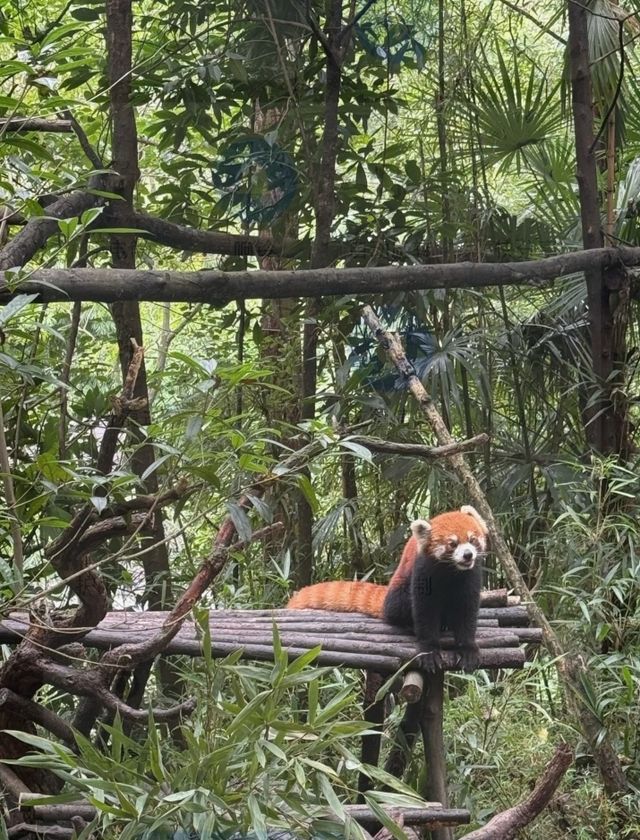 與閨蜜共赴熊貓谷，解鎖國寶奇遇，開啟一場浪漫旅行