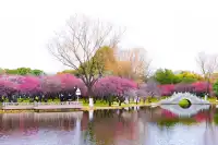 橘子洲景區梅花