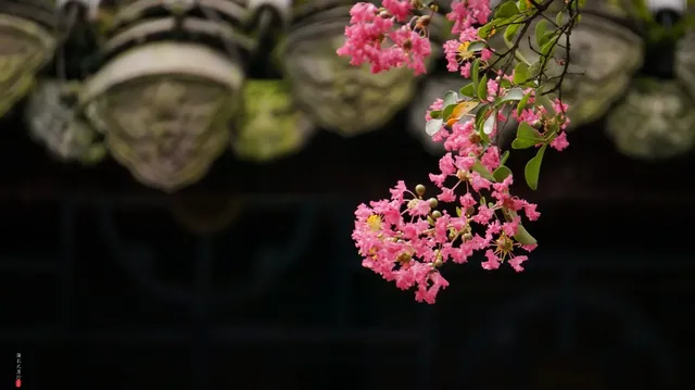 園愛紫薇：清溪園