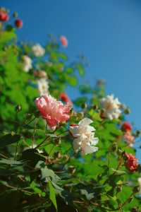 秋天屬於木芙蓉昆山市區的芙蓉花