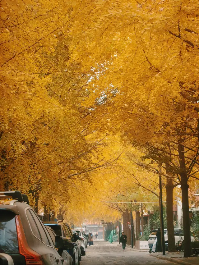 北京秋天別只盯著奧森了，這7個胡同小區也特別美