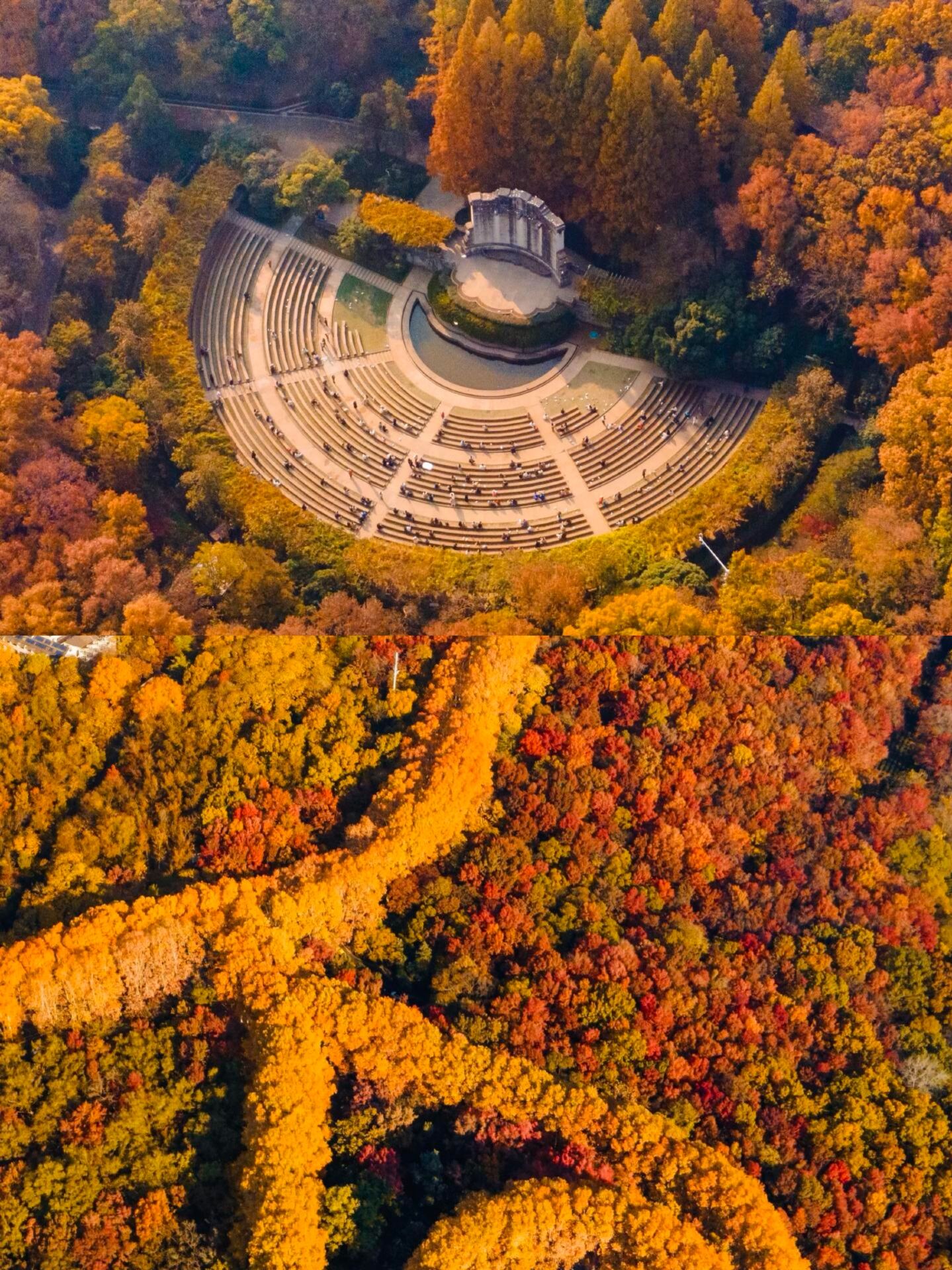 Rush to Nanjing in November to enjoy the autumn! 18 hidden photo spots + pitfall avoidance guide, breathtakingly beautiful