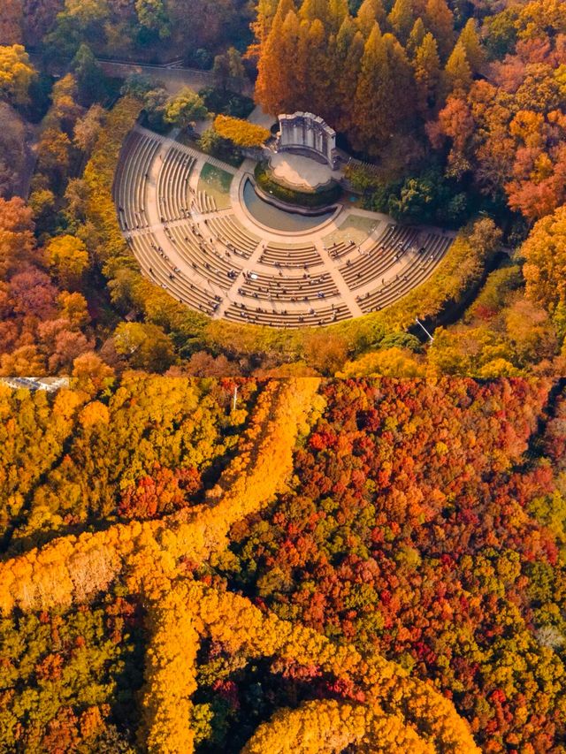 11月衝南京賞秋！18個寶藏機位+避坑指南，美到窒息