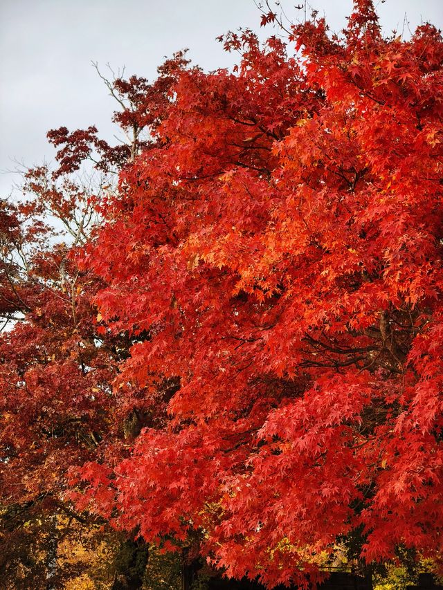 關東絕景!高尾山紅葉狩全攻略錯過再等一年 關東絕景!高尾山紅葉狩全攻略錯過再等一年