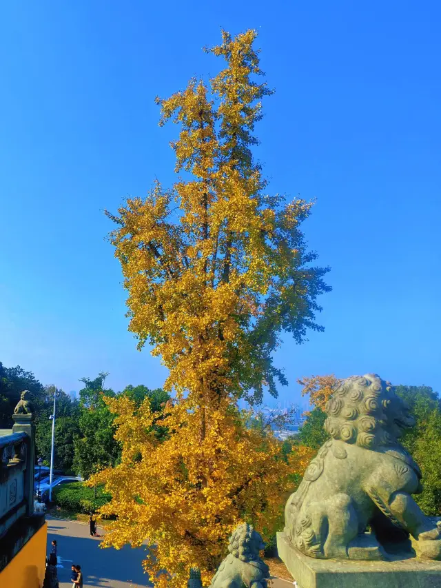 Avoid the crowds—Nanjing’s hidden gem for autumn outings is a true treasure