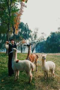 可算有人把宿遷森迪動物園玩明白了全攻略