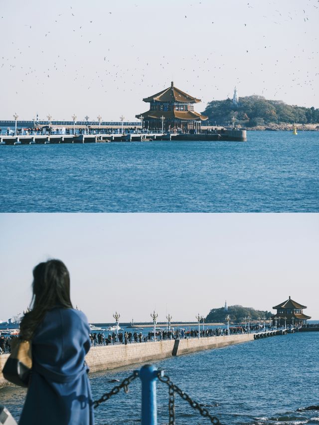 青島|人人喜愛的海鷗又回來啦餵海鷗真好玩