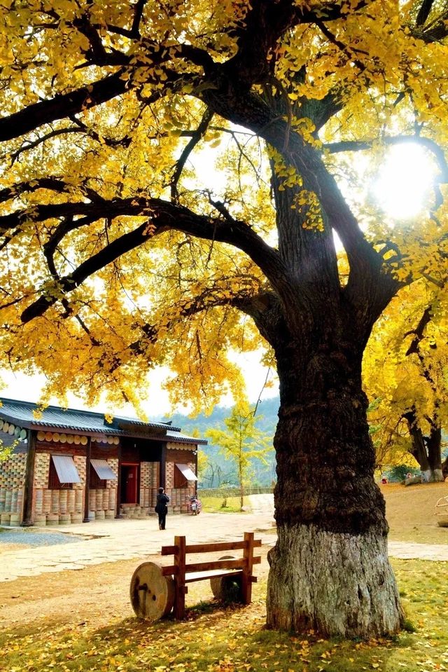 歡迎來千年銀杏谷文化來旅遊