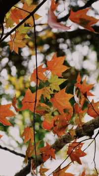 亞布力秋染五花山，暖居枕雪待晴光