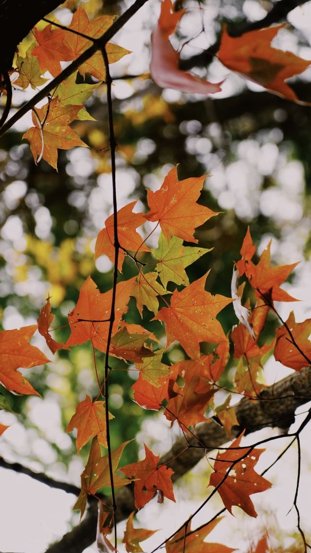 亞布力秋染五花山，暖居枕雪待晴光