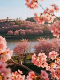 貴安櫻花園親子賞櫻攻略3月赴一場粉色童話！