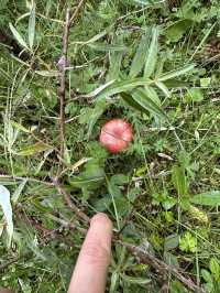 扎尕那很美,扎尕那很塞車