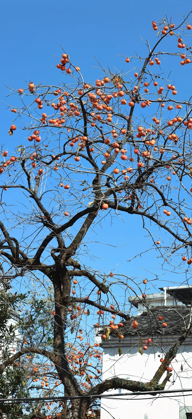 杭州出發|第 站黃山腳下週末兩日賞秋景 杭州出發|第 站黃山腳下週末兩日賞秋景