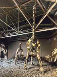 絕絕子的寶藏酒店推薦