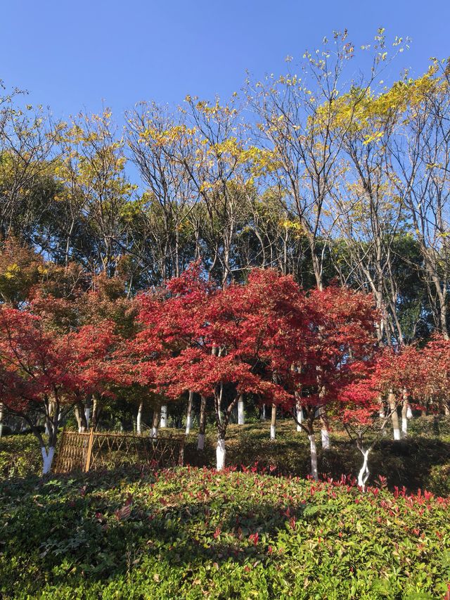 海寧觀潮勝地公園 | 深秋的詩意畫卷 海寧觀潮勝地公園 | 深秋的詩意畫卷
