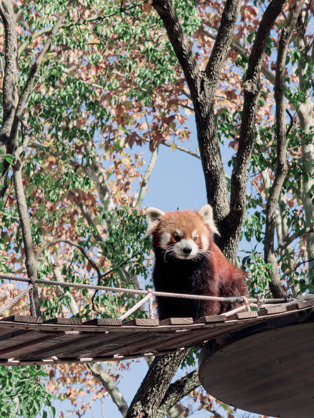 上海野生動物園全攻略：輕鬆遛娃不踩雷